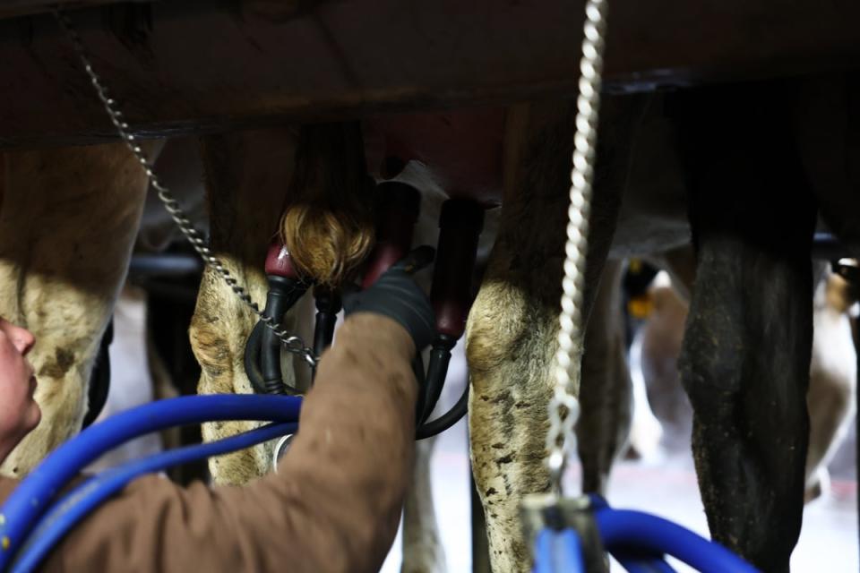 Cows are prepared to be milked this month at the Cornell University Teaching Dairy Barn in Ithaca, New York. Testing has been ramped up in states across the US as the virus continues to spread (Photo by Michael M. Santiago/Getty Images)