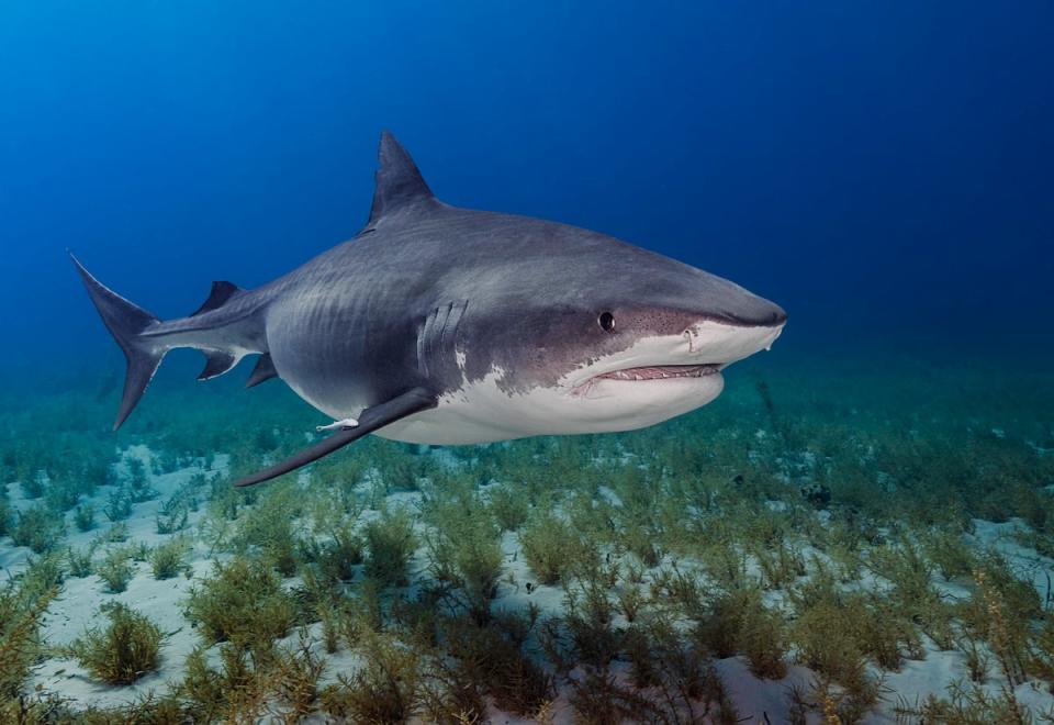 The holidaymakers were attacked by a tiger shark (stock image) (Getty/iStock)