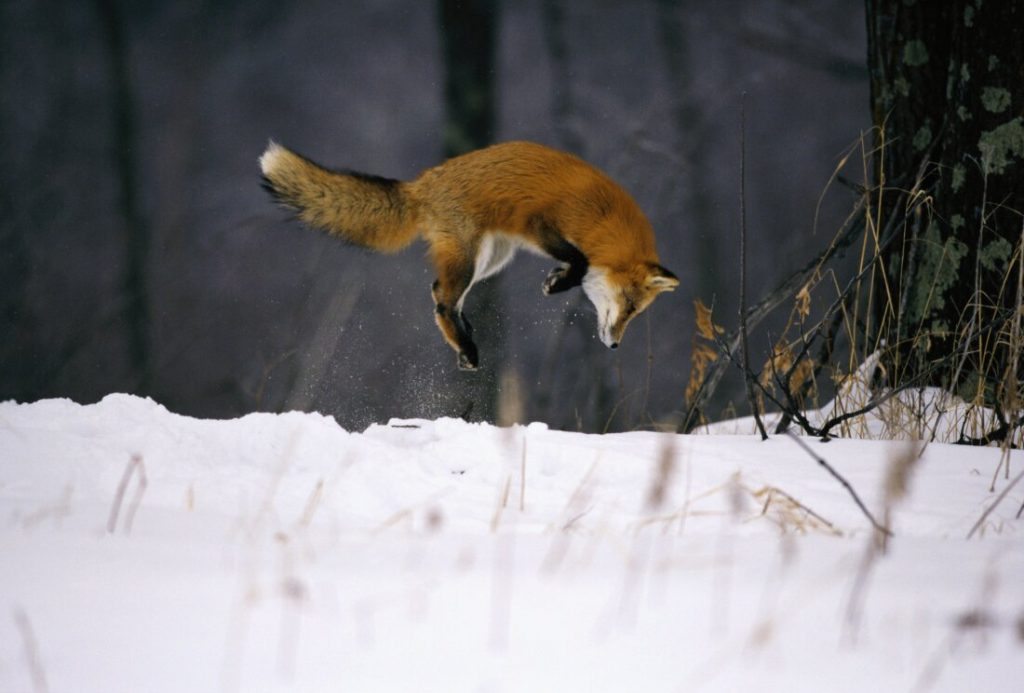 How a fox skull shape helps the fox hunt and conquer the snow : NPR
