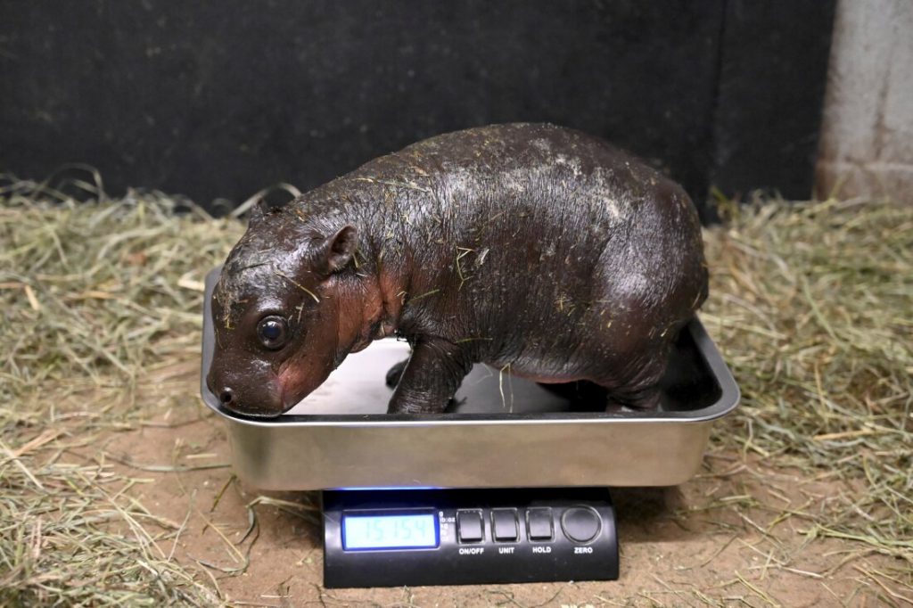 A pygmy hippo was born at a Virginia zoo, and you can help name it : NPR