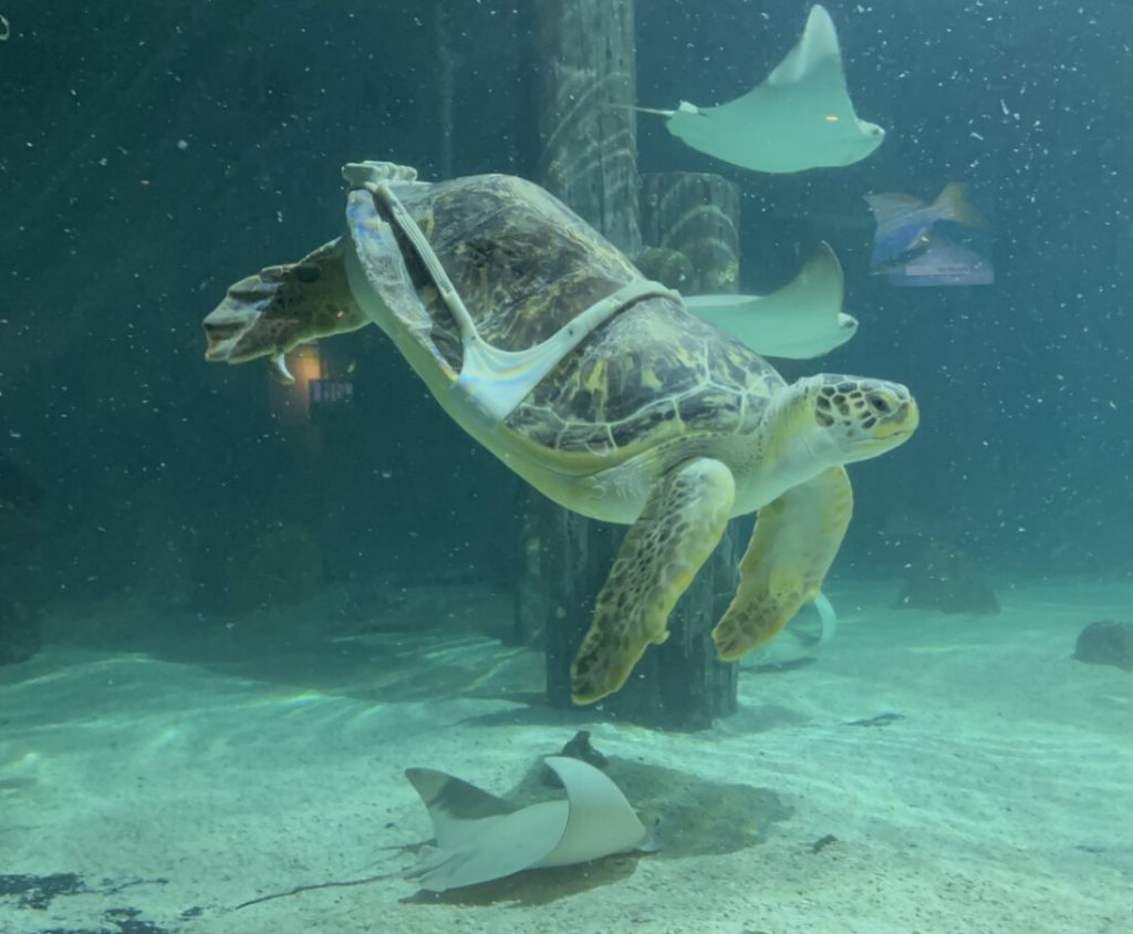A sea turtle plagued by ‘bubble butt’ condition is helped by a 3D printer : NPR