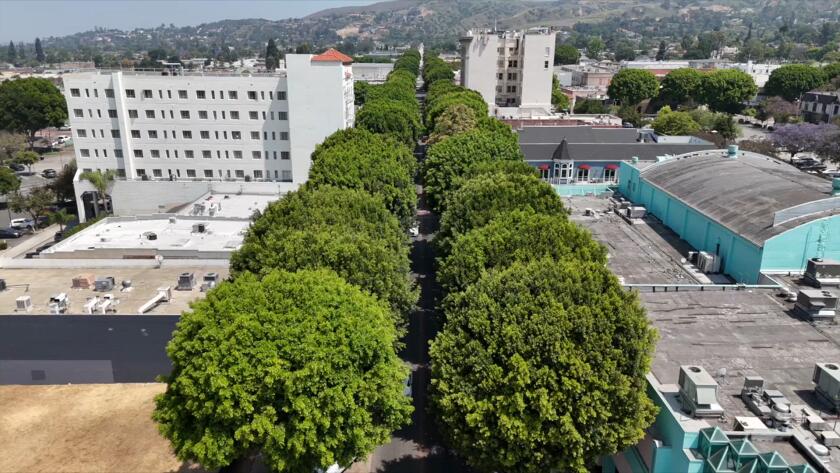 Whittier sued over plan to raze more than 100 trees