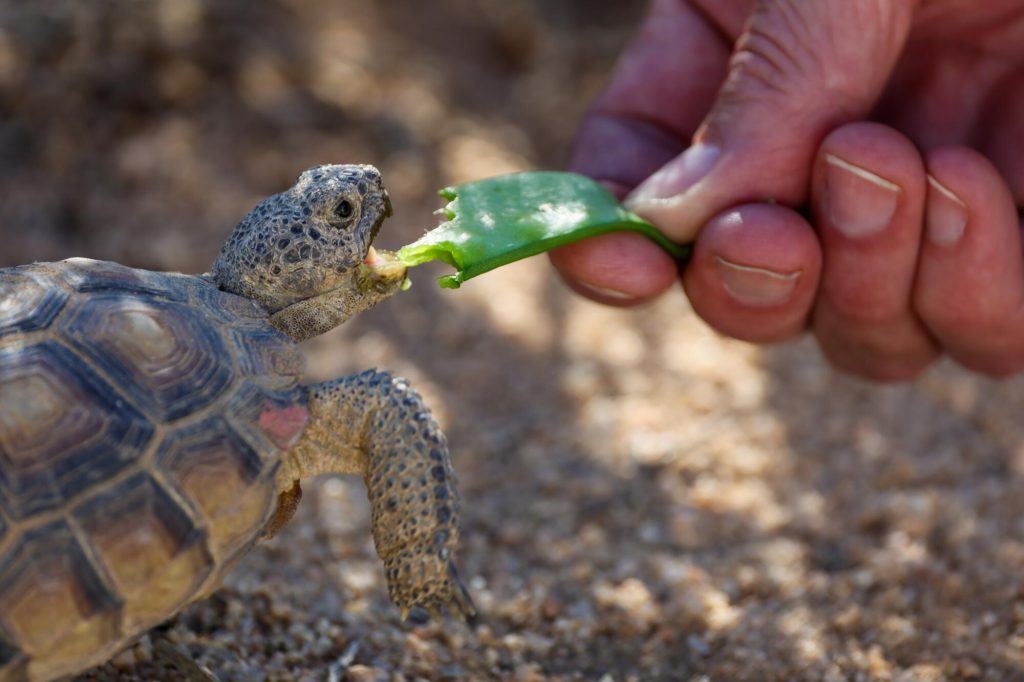 ‘Gitmo’ in the Mojave: How the Marines are saving endangered tortoises