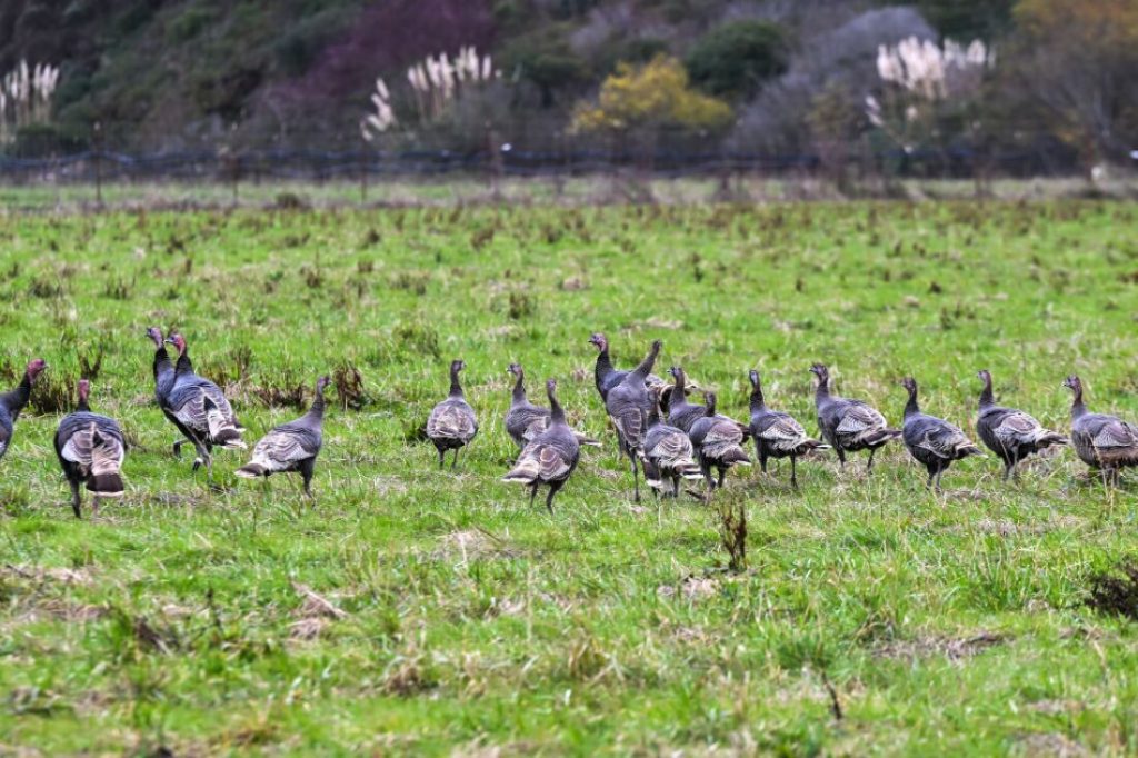 The bird flu circulating is affecting birds and cattle, and even cats and dogs : Shots