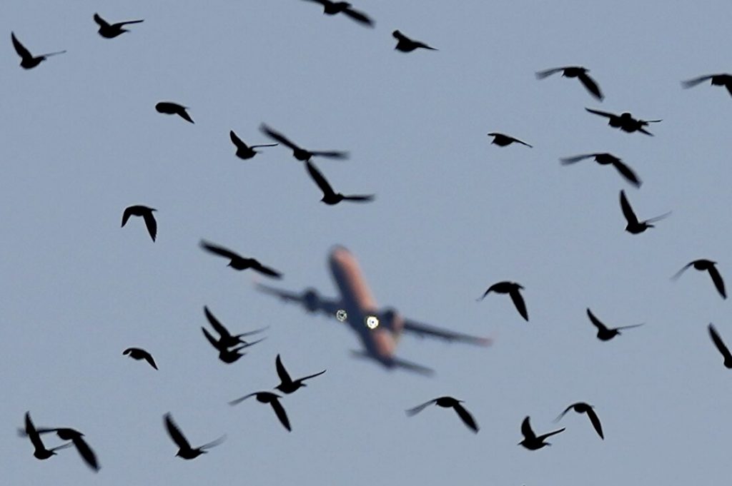 What are bird strikes and do you have to worry on your next flight? : NPR