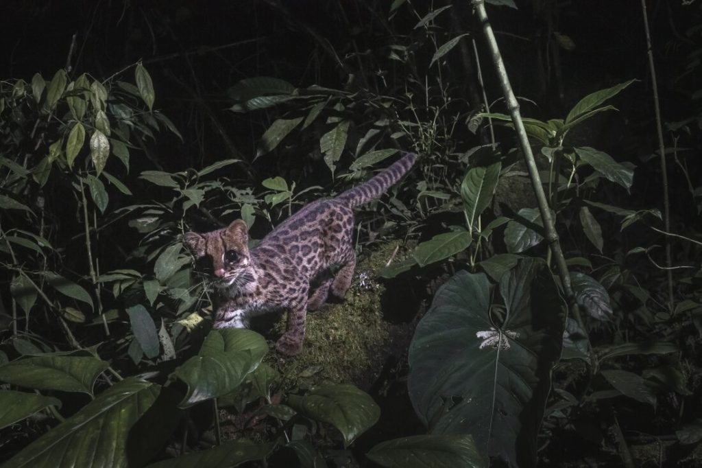 Tiger-cats, sea squirts and beetles, oh my! Meet some species identified in 2024 : NPR