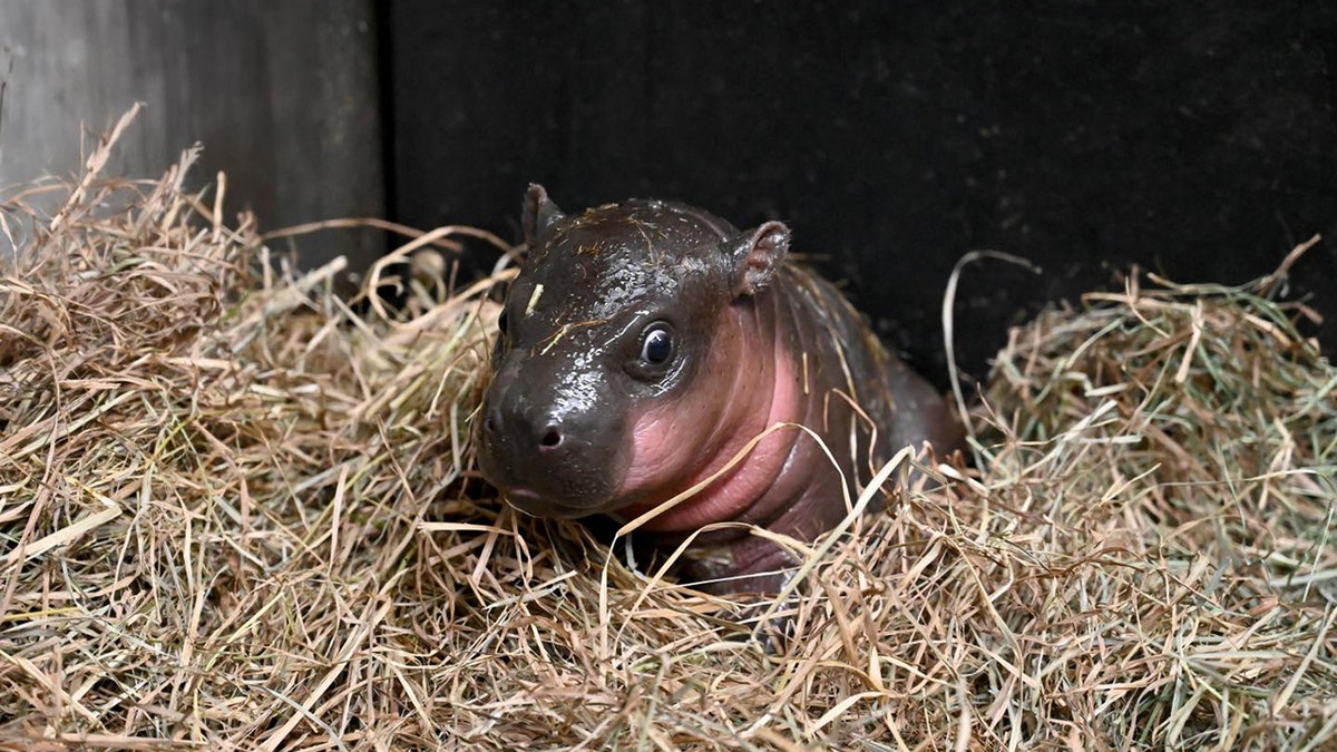 Pygmy hippopotamus girl in the hay looking bewildered. 