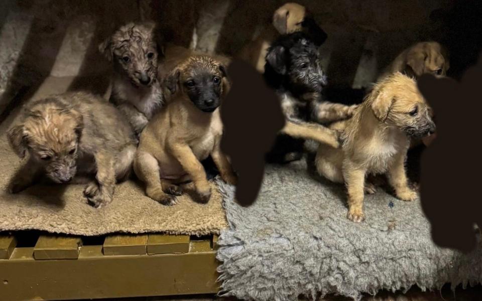 The missing puppies