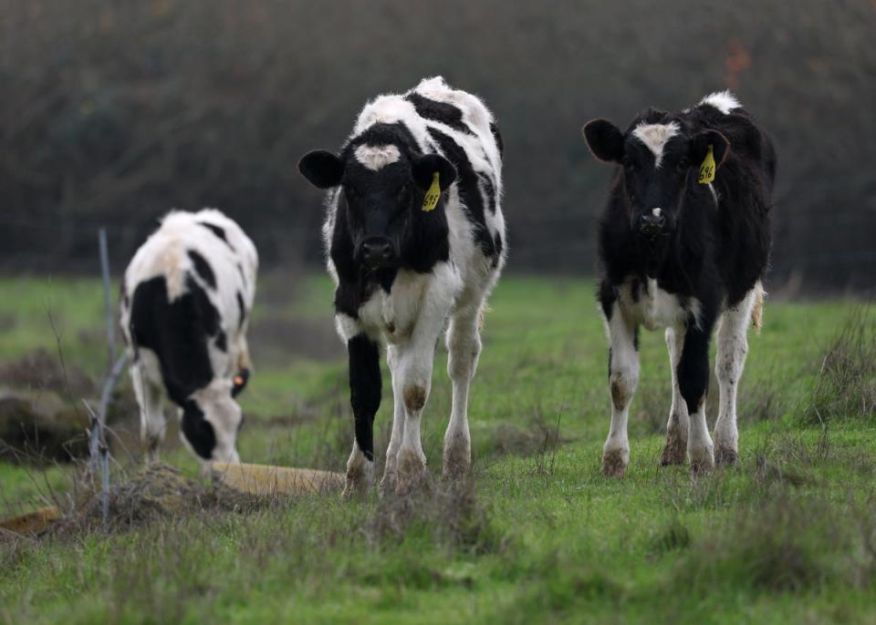 Cows graze on a field in Petaluma, California, earlier this month. Nearly 700 of the state’s dairy herds have been infected with bird flu (Photo by Justin Sullivan/Getty Images)