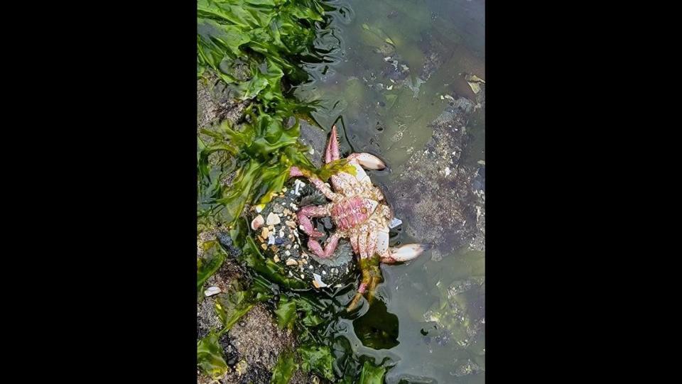 A sea anemone captured a crab.