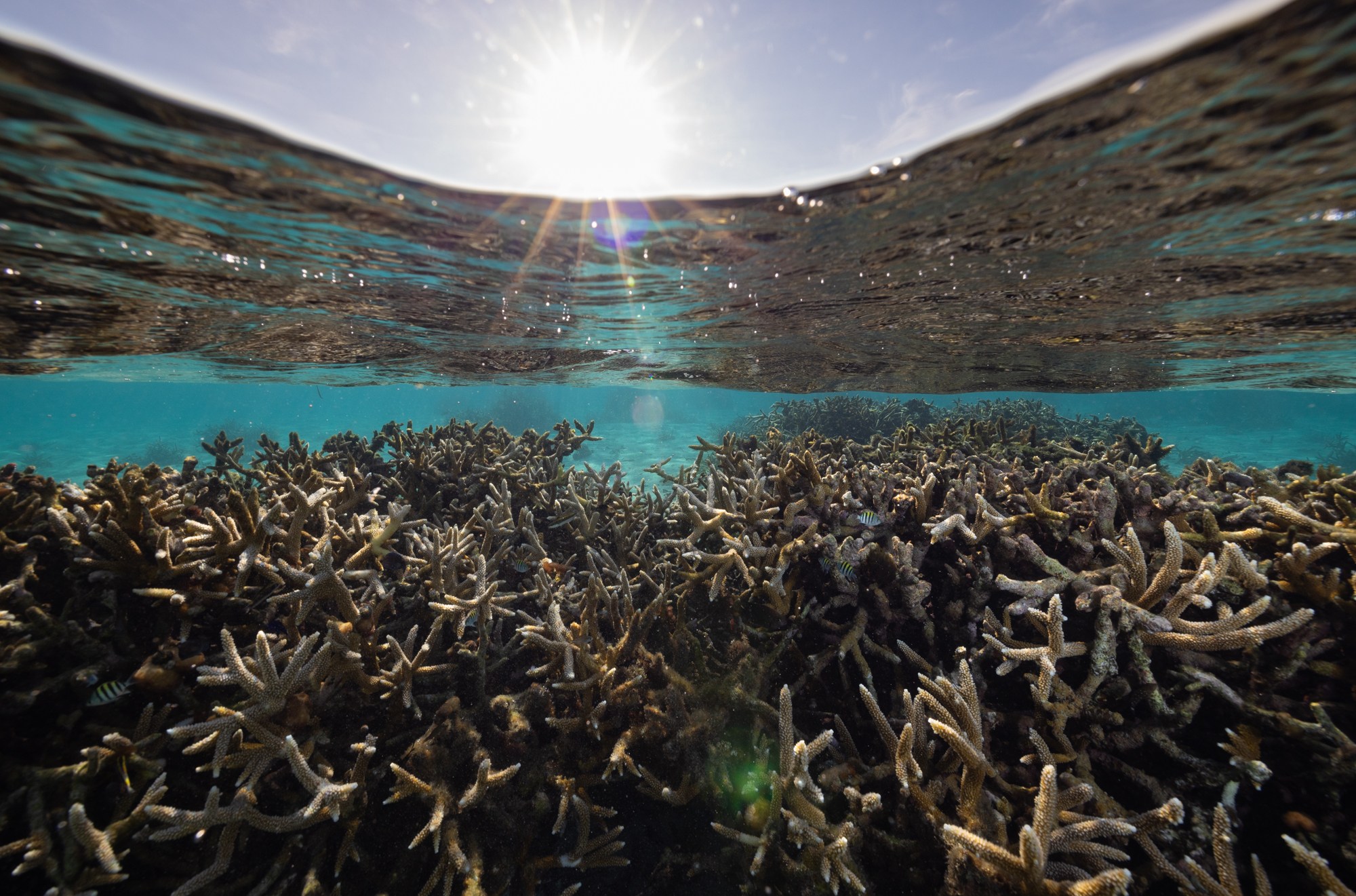 A photo of coral below a waterline with the sun shining brightly above.