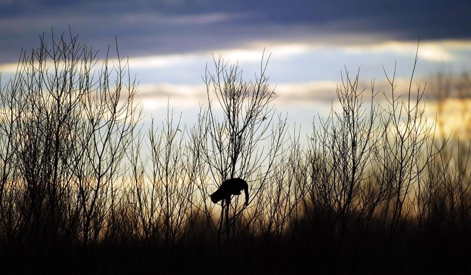 Cats are at increased risk of bird flu due in part to wild birds that carry the virus.