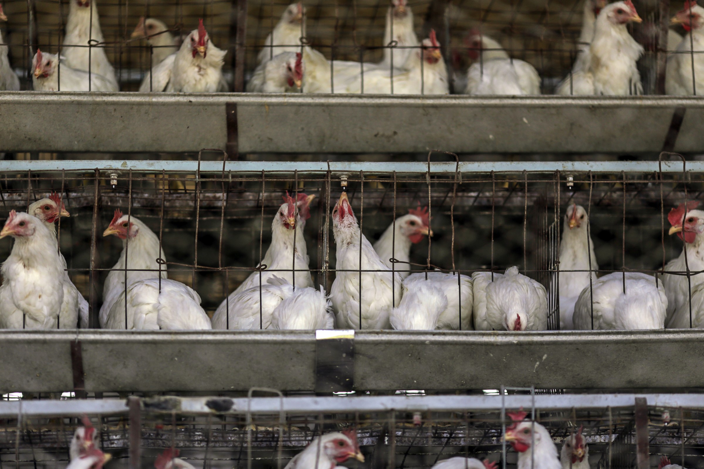 Stacked rows of tightly packed and caged white chickens.