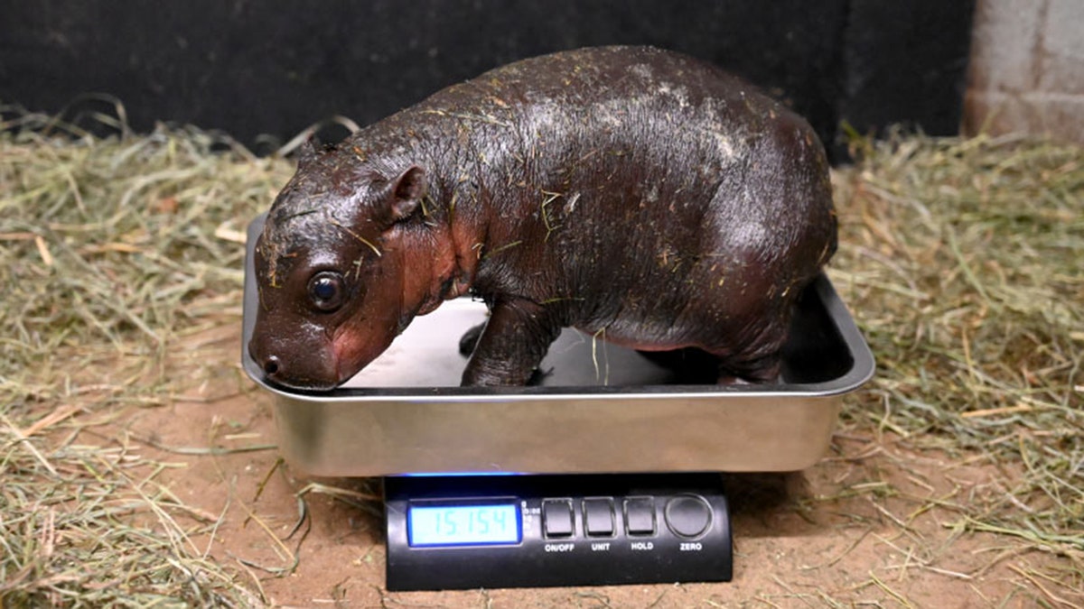 Baby pygmy hippopotamus on a scale.