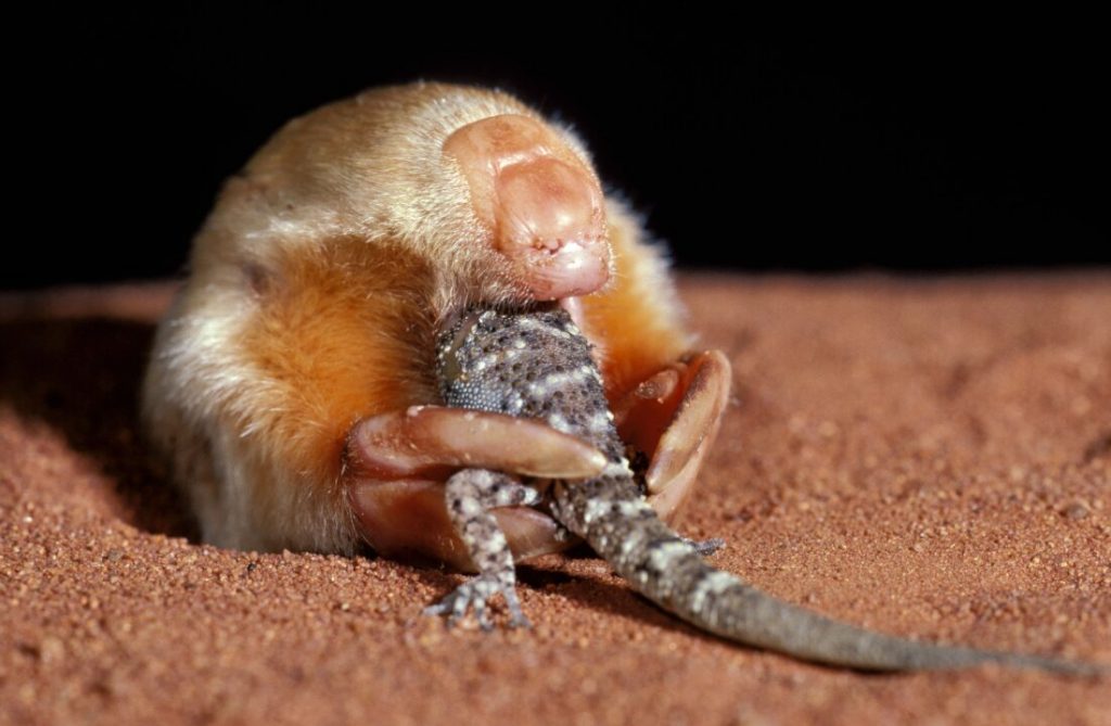 DNA reveals secrets of Australia’s elusive marsupial mole : NPR