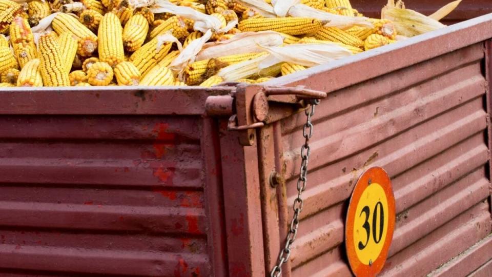 Mexico’s plan to prohibit the importation of GM corn began in 2020, when then-President Andres Manuel Lopez Obrador said he would eliminate the use of the herbicide glyphosate and genetically modified corn in the country. (Photo: Shutterstock)<br>