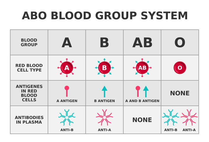 Diagram showing the different blood groups, the antigens on the blood cells and the antibodies in the blood plasma