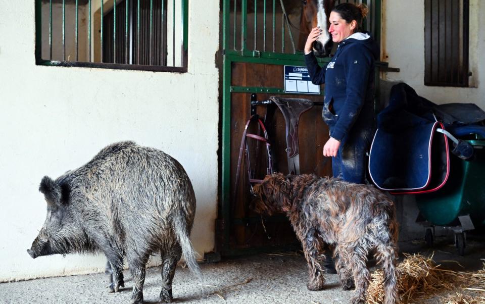 Elodie Cappe in a stable next to her dog, horse and Rillette the wild boar