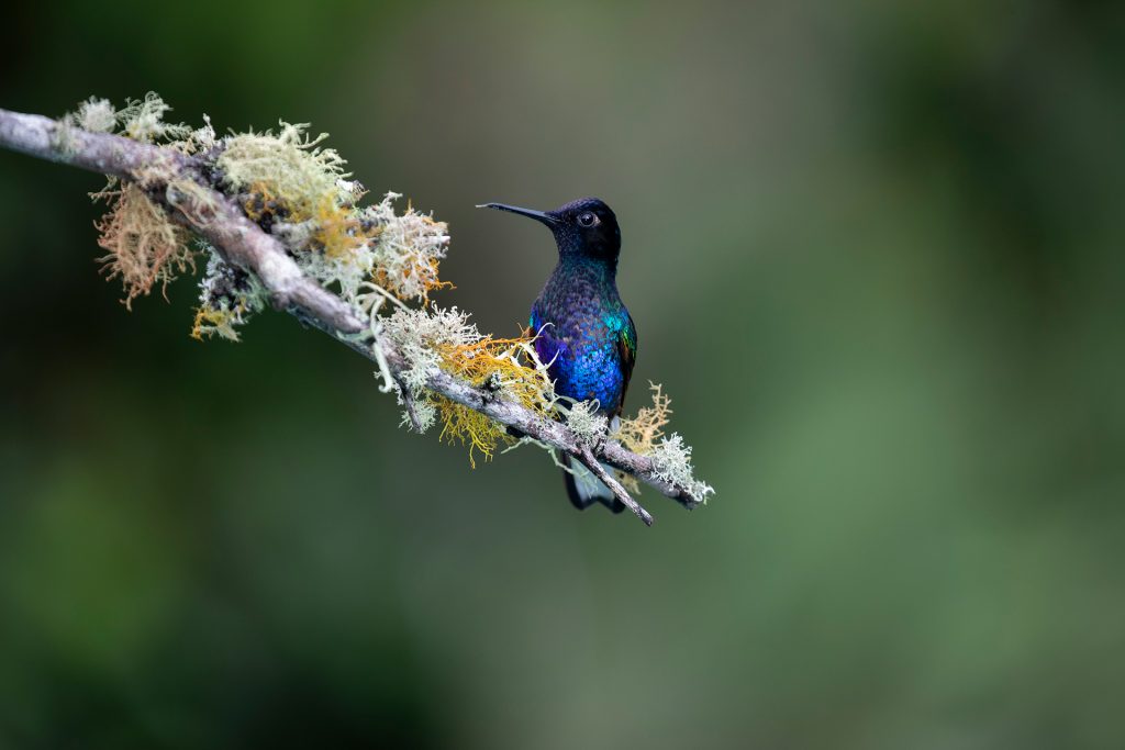 Colombia birdwatching tourism is booming. Here’s why that’s a good thing.