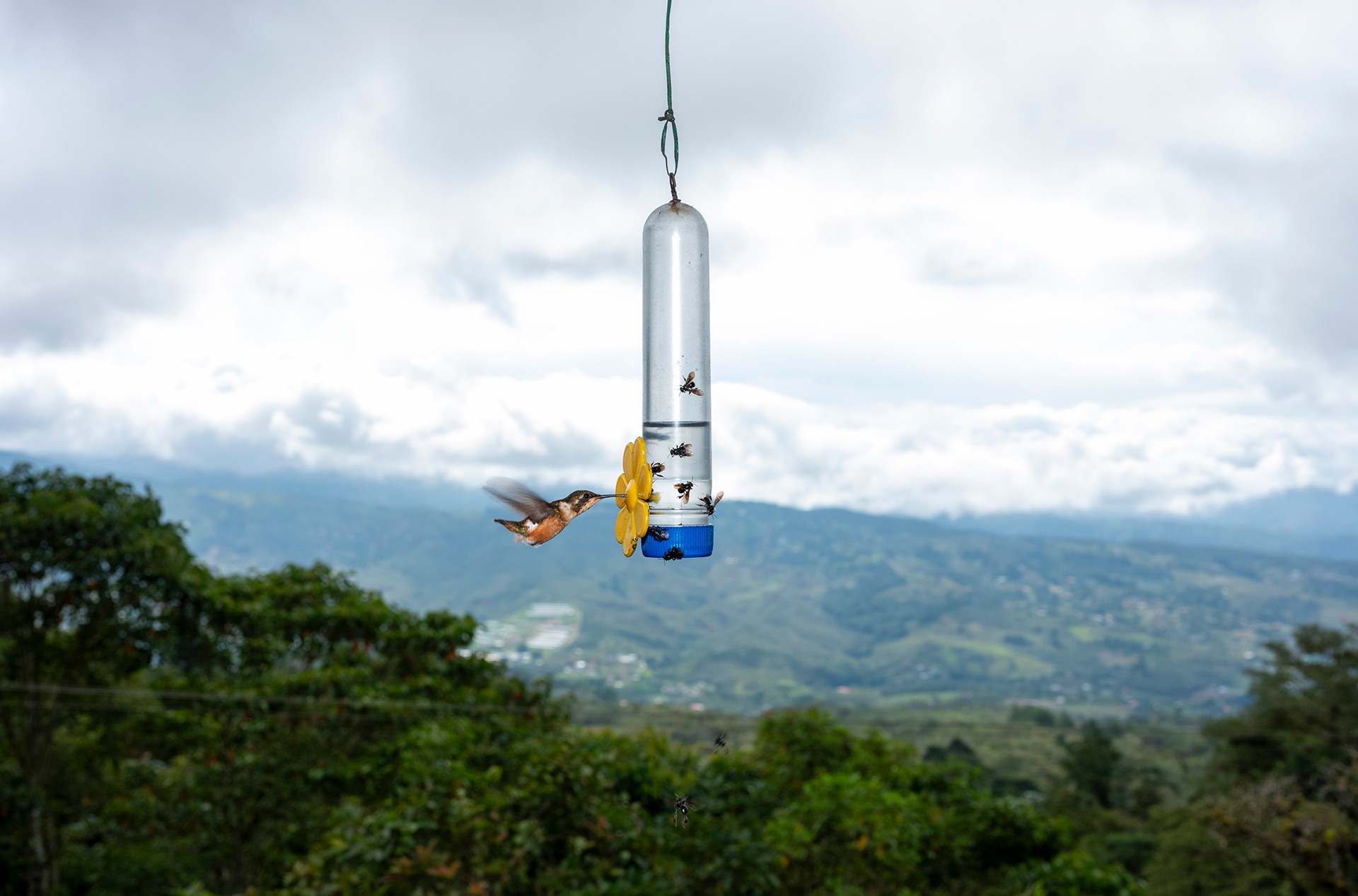 Several hummingbird feeders hang from the rafters of a restaurant northwest of Cali. Here, a young purple-throated woodstar goes in for a sip of sugar water.