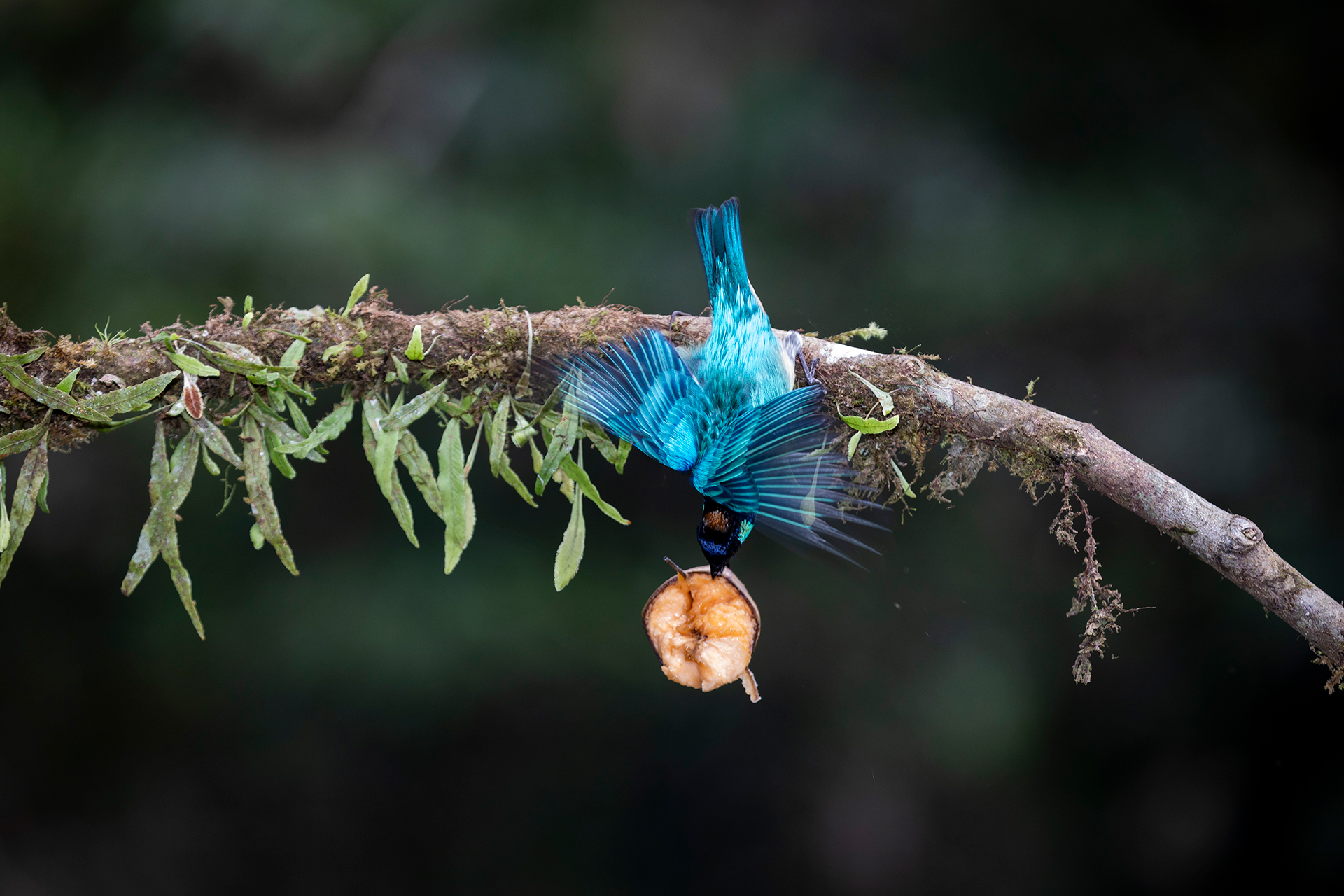 A golden-naped tanager visits the feeder at Doña Dora’s for a bite of banana.