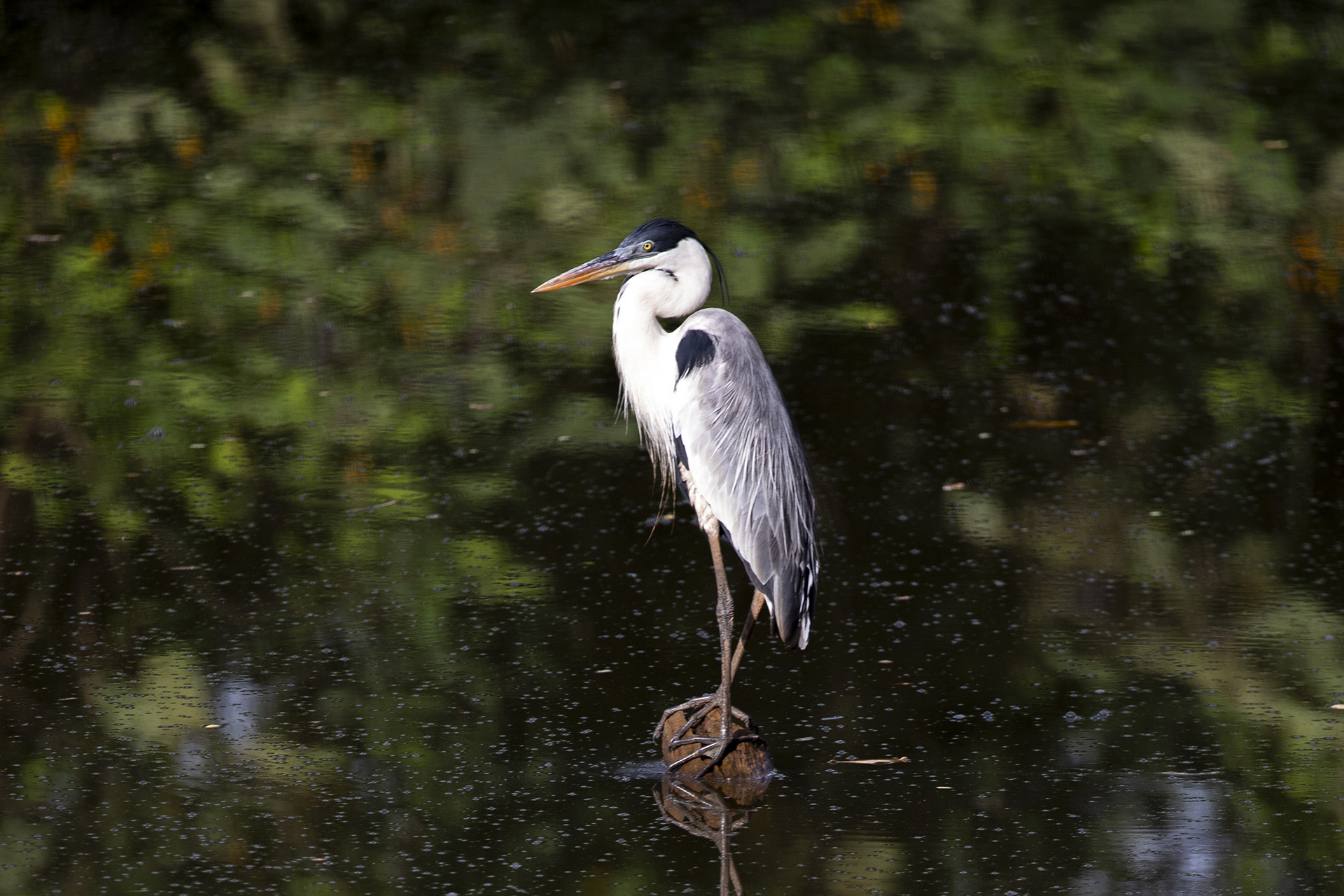 A cocoi heron stands on a log poking out of the water at Laguna de Sonso.