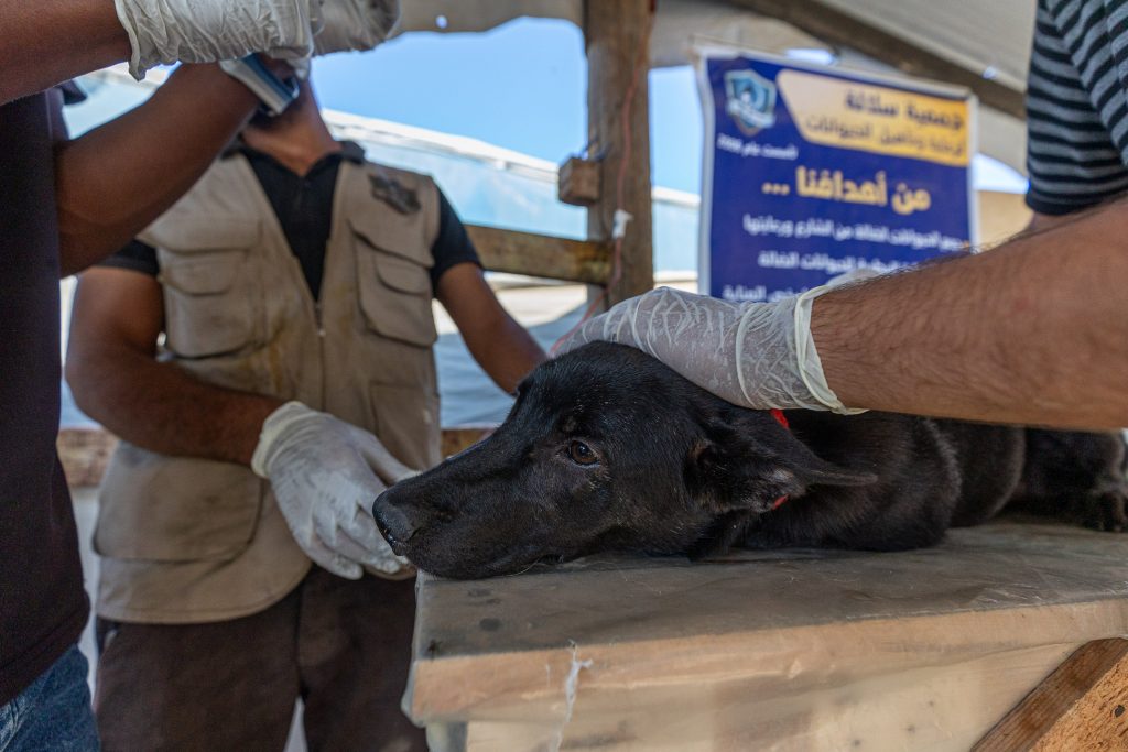 How one family is saving Gaza’s forgotten animals this Christmas