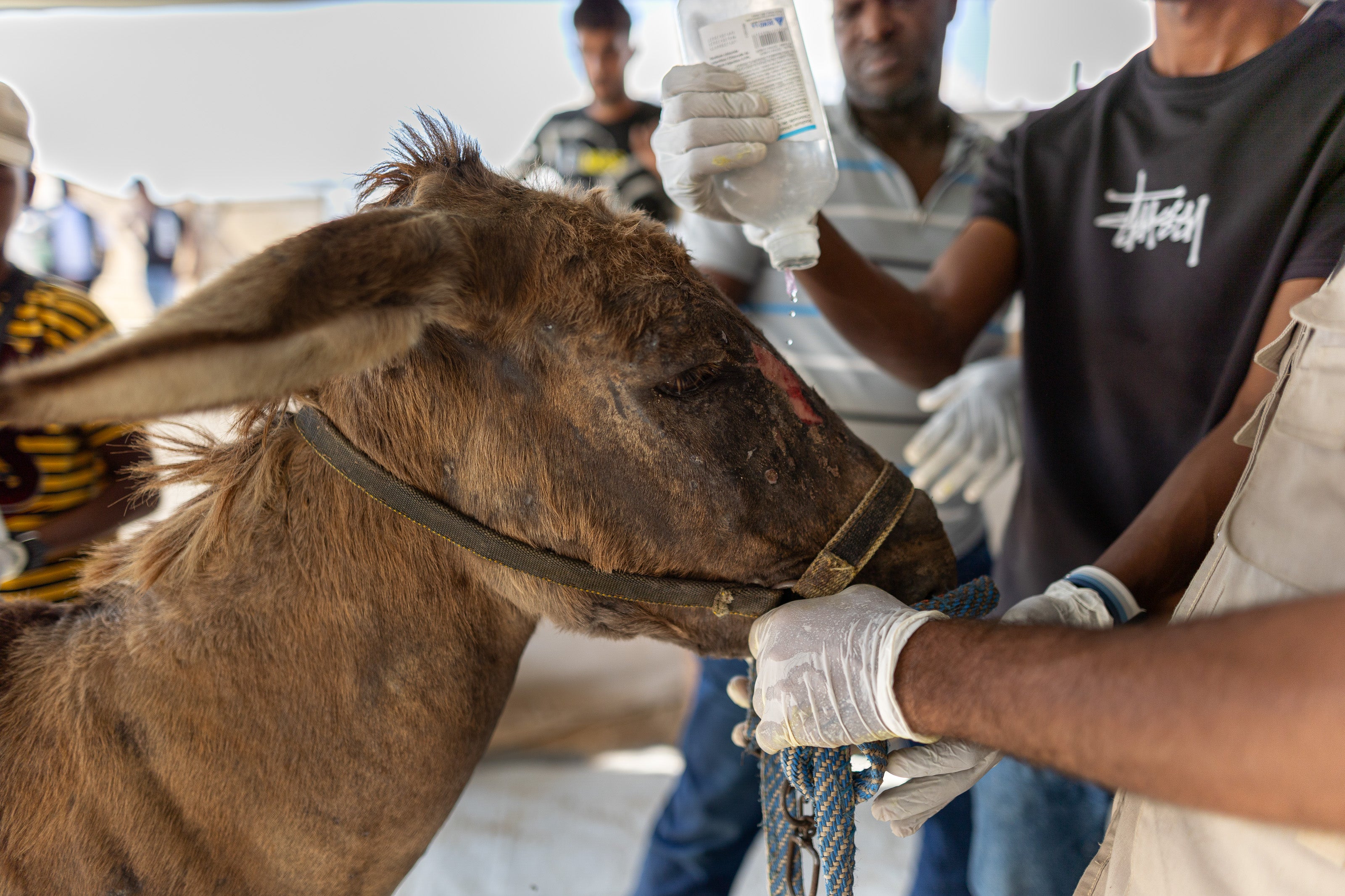 An injured donkey is treated for a face wound at the Deir al-Balah clinic in October