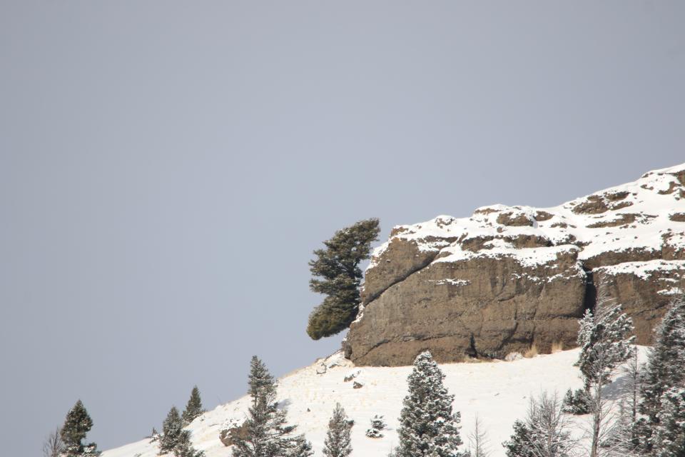 Can you spot the ‘moose head’ amid the snow in Yellowstone?