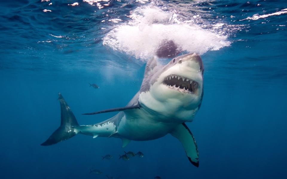 Shark attacks in Australia are rare, with 255 fatal bites recorded since 1791
