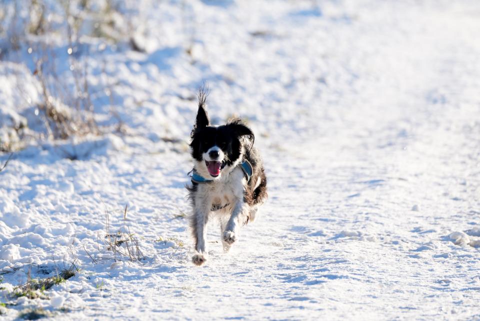 A dog runs through snow in the Pentland Hills, Balerno, Edinburgh, on Friday (Andrew Milligan/PA Wire)