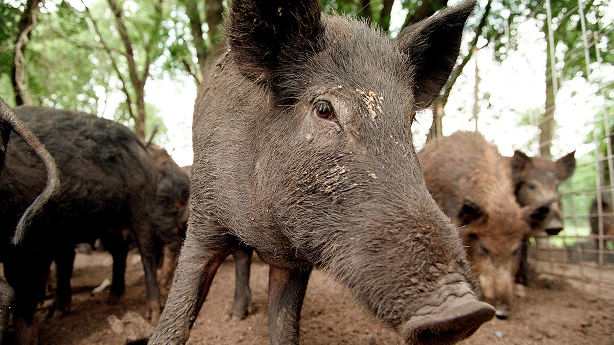 Feral hogs at a ranch