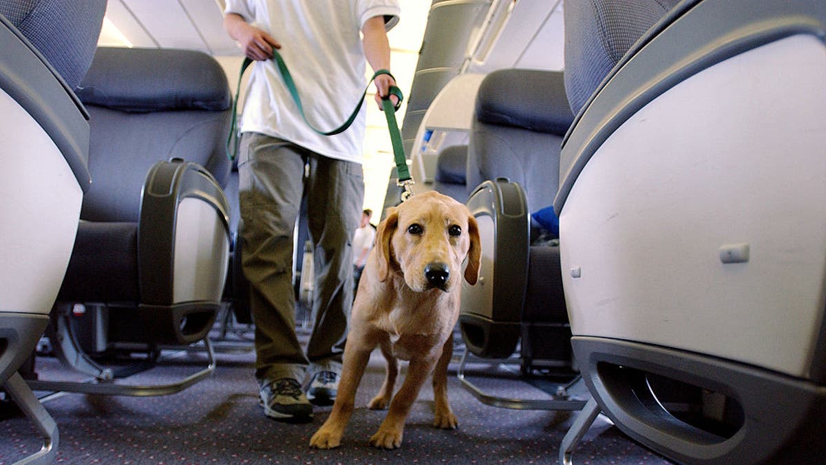 dog on airplane