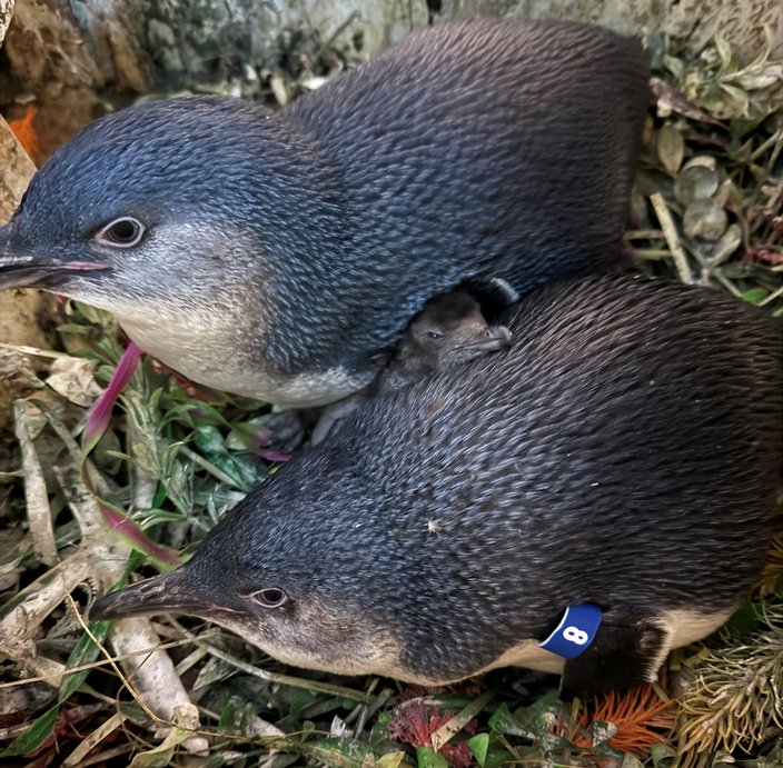 Saquon penguin adventure aquarium 4.jpg