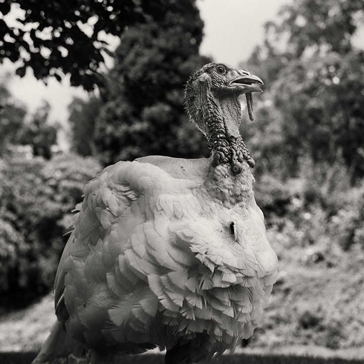 A large white turkey stands in a grassy outdoor area, its head raised and detailed feathers visible in the foreground.