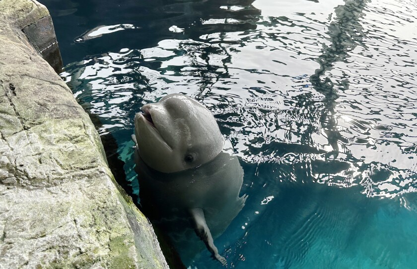 A whale of a performance at the Shedd