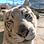 Lions Tigers & Bears animal sanctuary launches summer programs